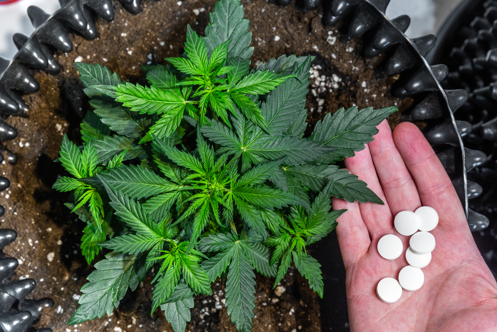 Canada’s New Legalization Affects Scottish Fans of Weed In A Positive Way post thumbnail image