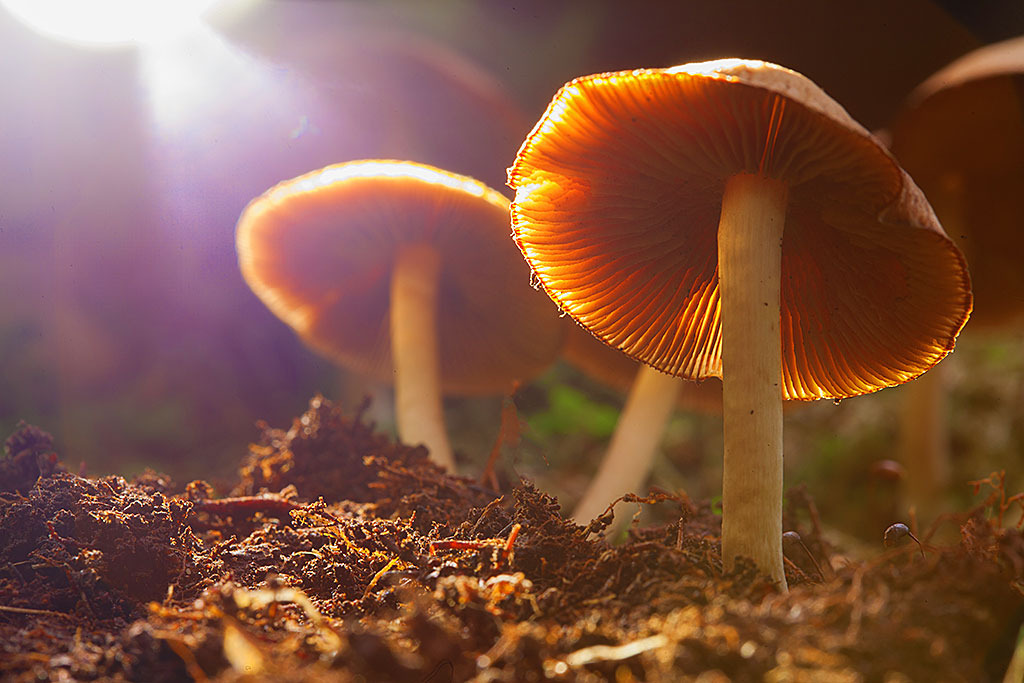 Five Health Benefits of Micro Dosing Mushroom post thumbnail image