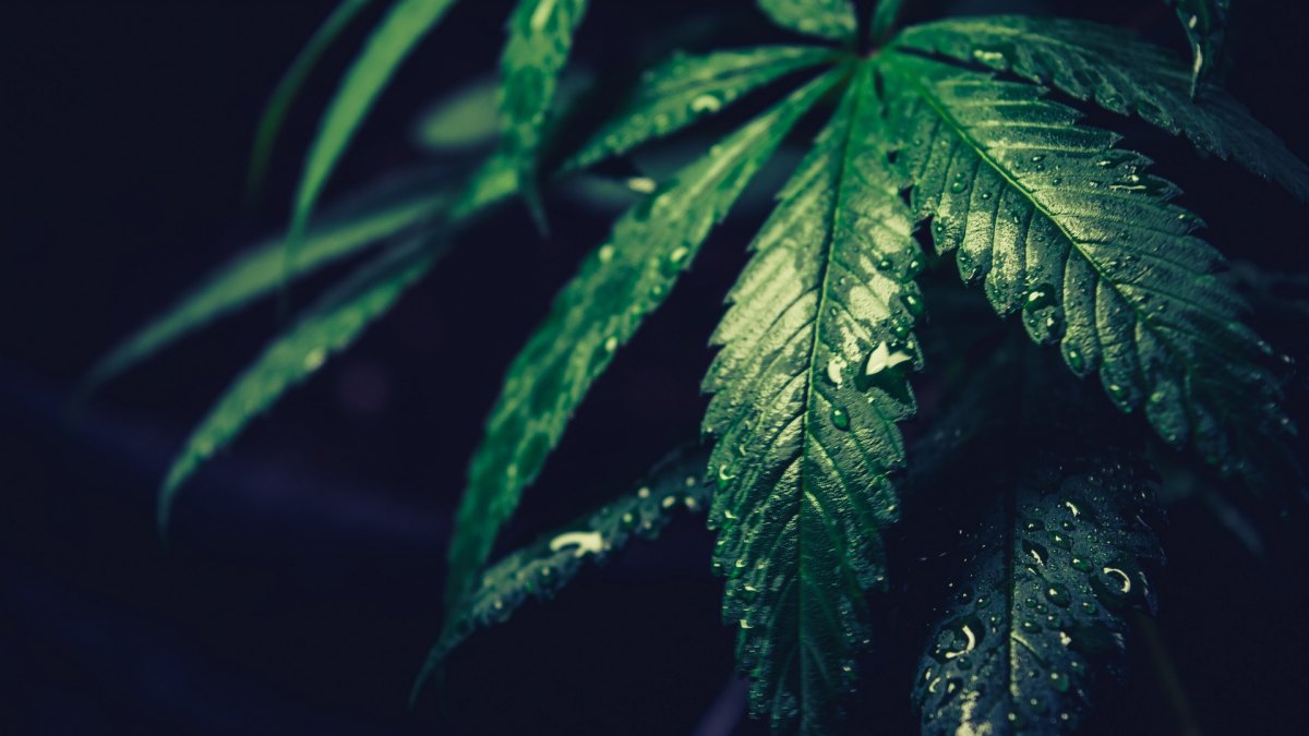 Differences between Sativa and Indica post thumbnail image