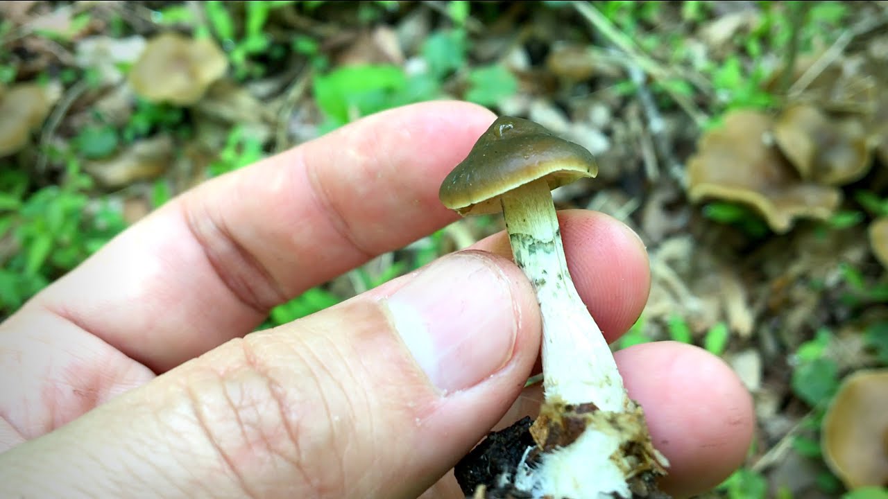 READY TO START EXPLORING PSYCHEDELICS IN A WHOLE NEW WAY? post thumbnail image